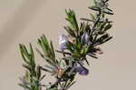 False rosemary